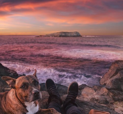 Healthy Life of a Pet: The Daily Routine