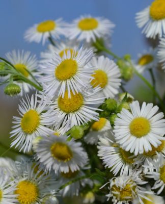 Online Flower Delivery is a Great Choice