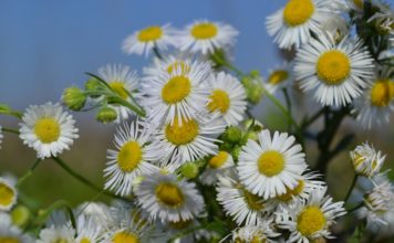 Online Flower Delivery is a Great Choice