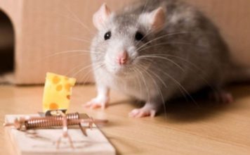 How to Choose the best mouse trap?